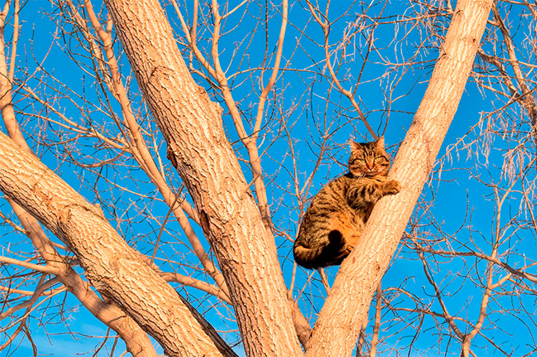 Снять кошку с дерева