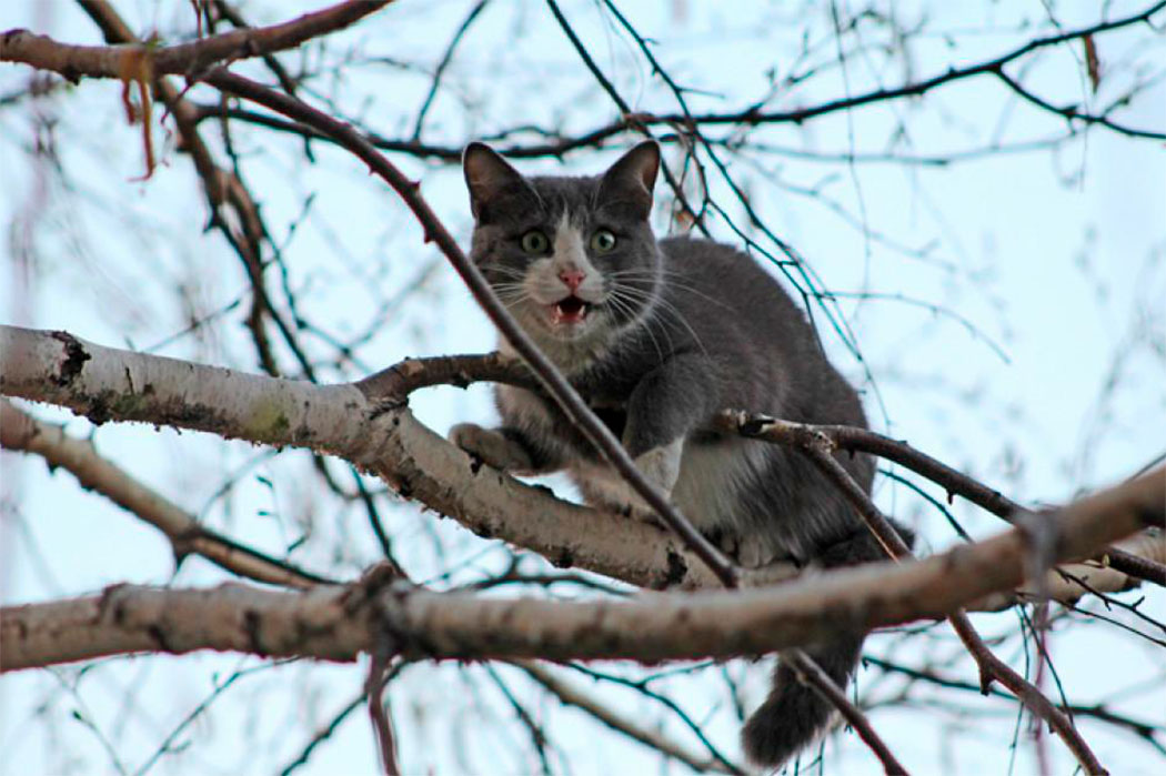 Снять кошку с высокого дерева
